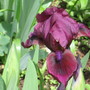 Little Annie (Iris germanica (Orris))