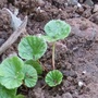 Gunnera magellicana. (Gunnera manicata)