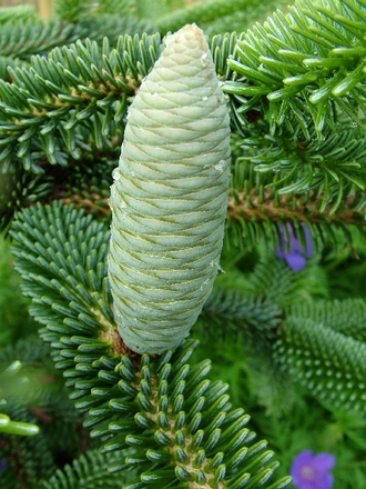 Abies numidica 'Pendula'