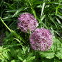 Alliums Christophii