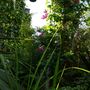 The_pergola
