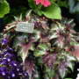 Shrewsbury flower show 2007 (Begonia)