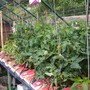 Mature toms 