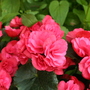 Begonia