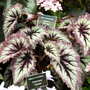 Shrewsbury flower show 2007 (Begonia)