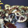 Shrewsbury flower show 2007 (Begonia)