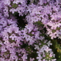 purple ground cover