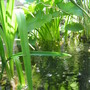Pond