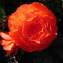 IMG_0341.jpg