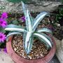 Agave americana 'Mediopicta Alba' (Agave americana)