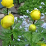 buttercups (Trollius europaeus (Boule dor))