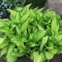 hosta Fortunei Albopicta (Hosta fortunei (Plantain lily))