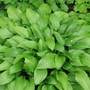 hosta Lance leaf (Hosta lancifolia (Plantain lily))