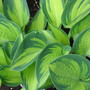 Hosta June