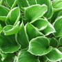 hosta undulata Albomarginata (Hosta undulata)