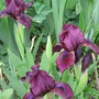 Little Annie (Iris germanica (Orris))