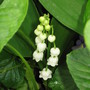 lily of the valley (Convallaria majalis (Lily of the valley))