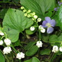 lily of the valley (Convallaria majalis (Lily of the valley))