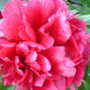 this is my peony