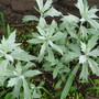 silver king (Artemisia albula)