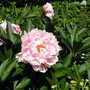 Pink Peonie