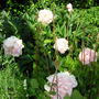 A garden flower photo