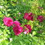 A garden flower photo