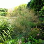 A garden flower photo