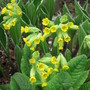 primrose (Primula vulgaris (Native primrose))