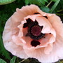 Papaver orientale (Oriental poppy)