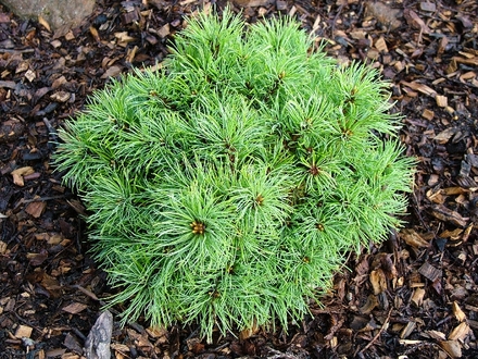 Pinus parviflora 'Iona' (common name; Japanese white pine)