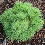 Pinus_parviflora_iona