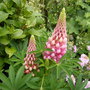 Emerging Lupin