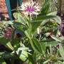 Celosia_060708