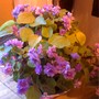 About full blooming 