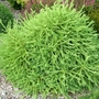 Larix_decidua_lobey_dosser