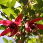 fuschia