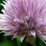 Allium schoenoprasum
