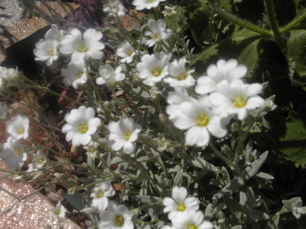 Snow in Summer (cerastium tomentosum)