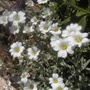 Snow in Summer (cerastium tomentosum)