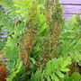 A garden flower photo (osmunda regalis)