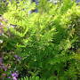 A garden flower photo