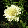 A garden flower photo (Scabiosa africana)