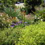 A garden flower photo