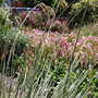 A garden flower photo