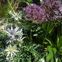 A garden flower photo