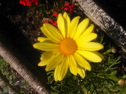 Yellow Daisy