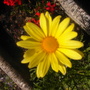 Yellow_daisy