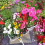 Pams_pics_172
