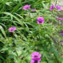 A garden flower photo